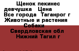Щенок пекинес девчушка › Цена ­ 2 500 - Все города, Таганрог г. Животные и растения » Собаки   . Свердловская обл.,Нижний Тагил г.